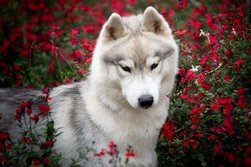 Les Siberian Husky de l'affixe   Laurine Boiste