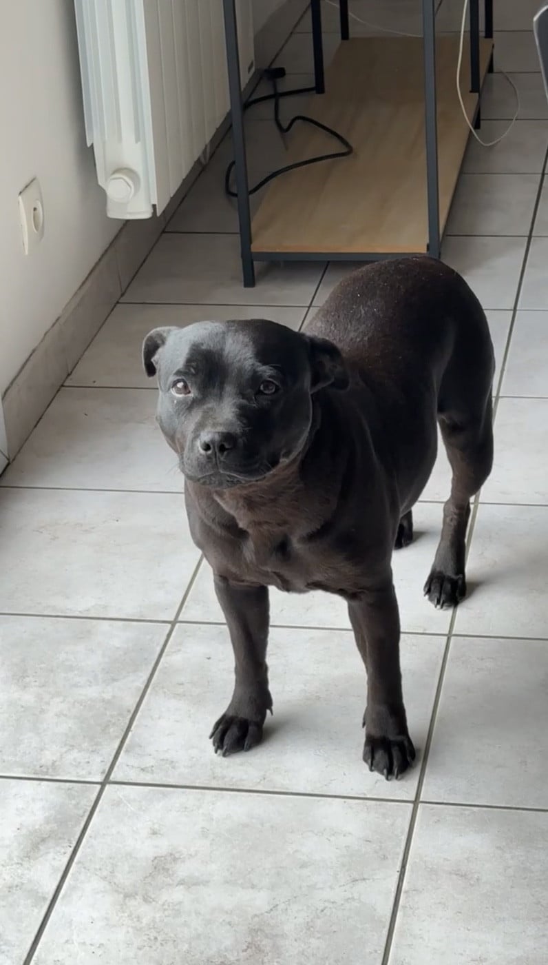 Les Staffordshire Bull Terrier de l'affixe   Clara Milleville