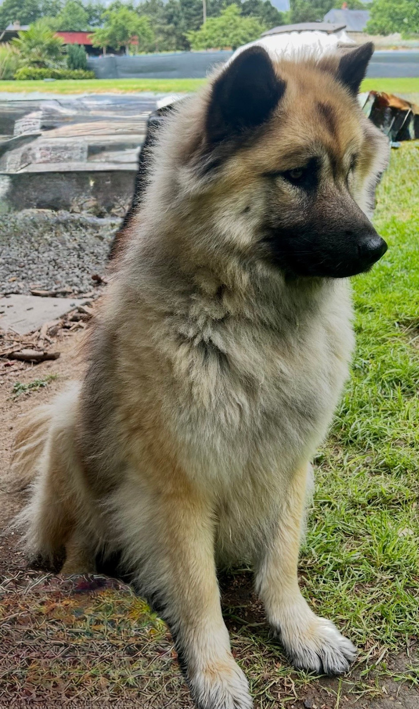 Les Eurasier de l'affixe   De La Montagne Aux Lapins