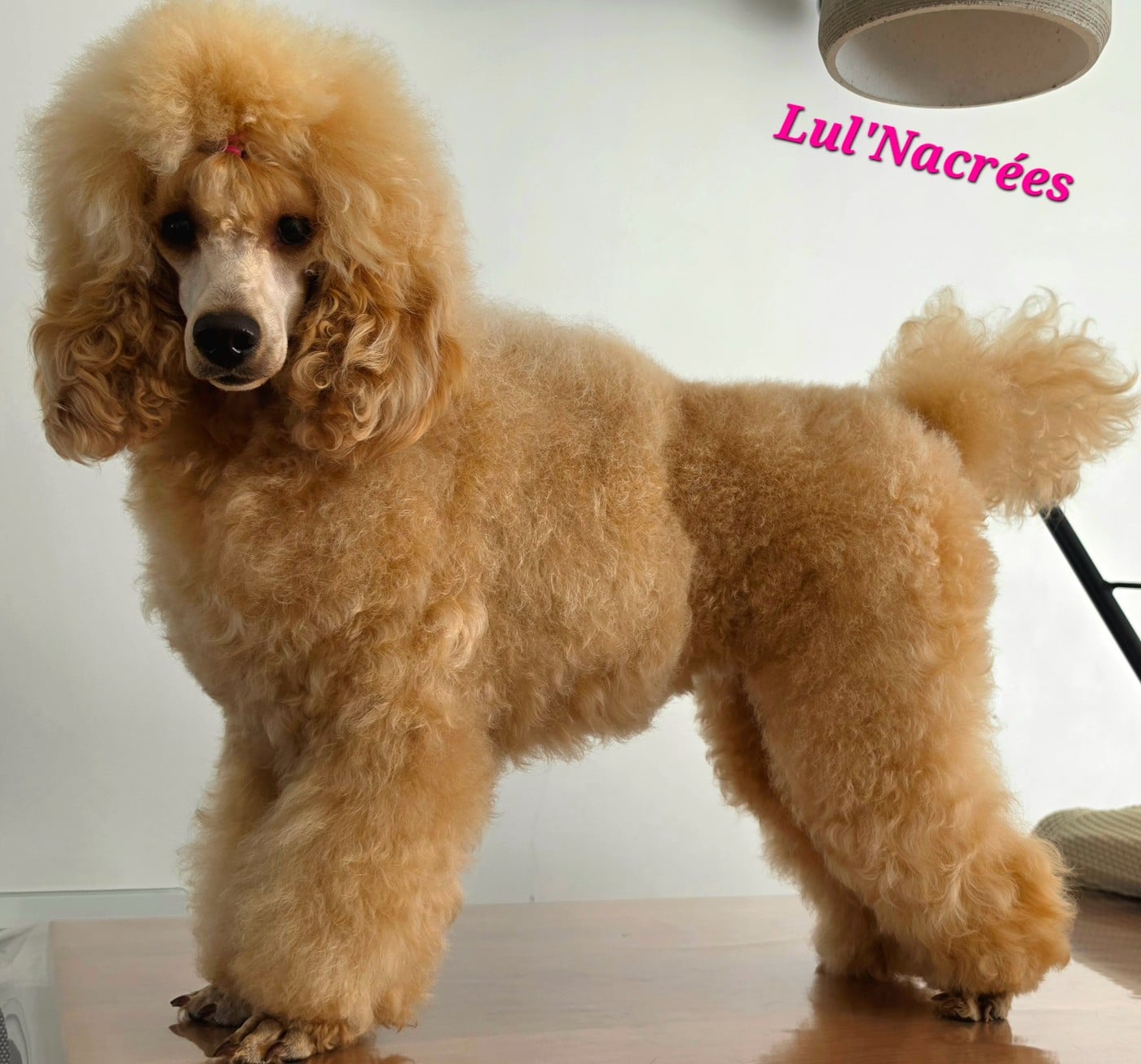 Les Caniche de l'affixe   Lul'nacrees
