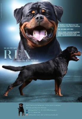 image de Rex