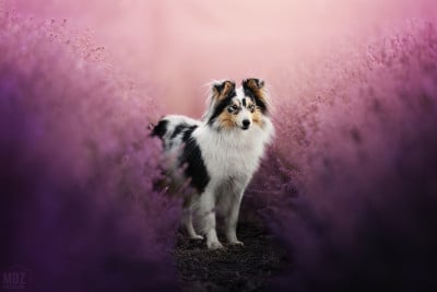 Étalon Shetland Sheepdog - Aïla'venture De La Terre De Neaure