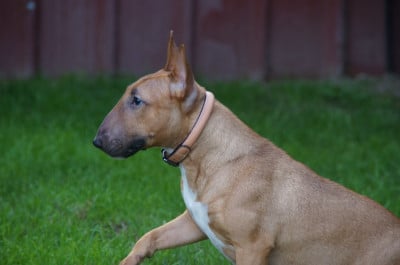 Étalon Bull Terrier Miniature - ALPINE Du Trésor Des Mines