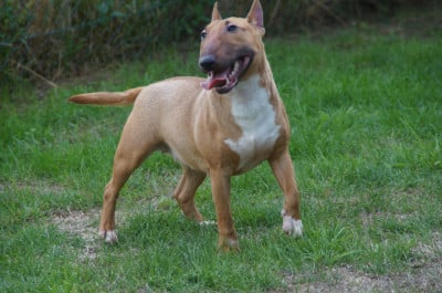 Étalon Bull Terrier Miniature - ANYA Du Trésor Des Mines
