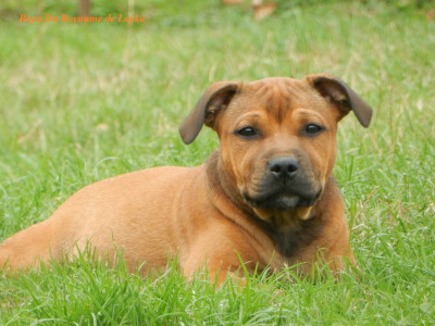 Étalon Staffordshire Bull Terrier - Baya Du Royaume De Layka