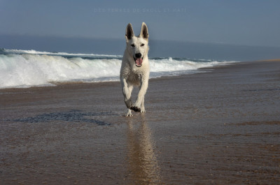 Étalon Berger Blanc Suisse - Bifröst des terres de skoll et hati