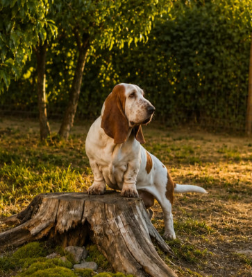 Étalon Basset Hound - APOLLINAIRE du Domaine De Léon De La Seille