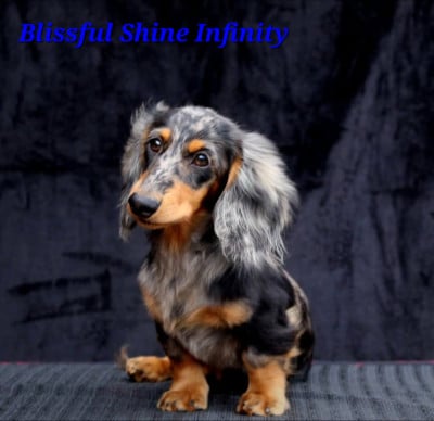 Étalon Teckel poil long - blissful shine Infinity