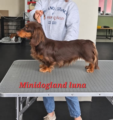 Étalon Teckel poil long - minidogland Luna