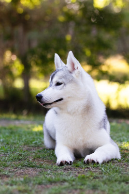 Étalon Siberian Husky - Nookilik's Blinding Light