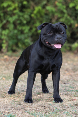 Étalon Staffordshire Bull Terrier - Alpha Omega  Du Domaine Des Juraires