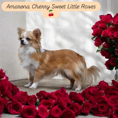 Étalon Chihuahua - Amarena  Sweet Little Roses