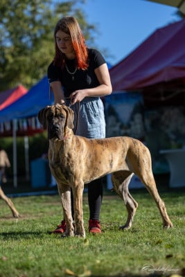 Étalon Dogue allemand - Buell du Torrent Royal