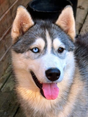Étalon Siberian Husky - Balthazar Of Umok's Dreams