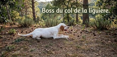 Étalon Setter Anglais - Boss du col de la liguiere