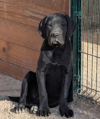 Étalon Cane Corso - BACARRA des legendes de goliath 