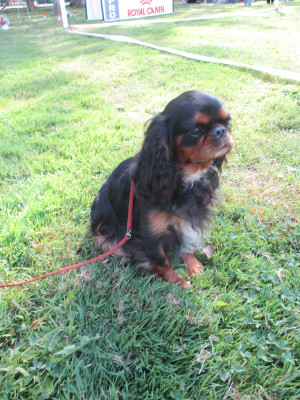 Étalon King Charles Spaniel - VVendy Des Rochers D'agerna
