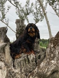Étalon Cavalier King Charles Spaniel - Violette impériale du mont d'amour