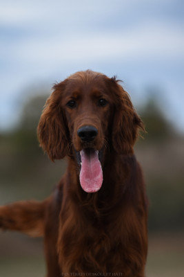 Étalon Setter irlandais rouge - Chasseresse Beyla Doggo Embassy