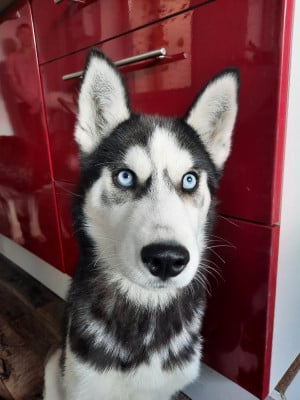 Étalon Siberian Husky - Blue Black Moon De la passion Nordique