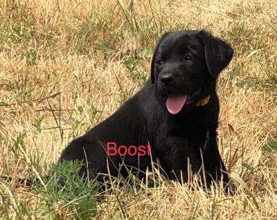 Étalon Labrador Retriever - BOOST 