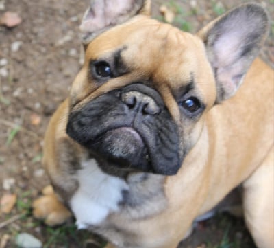 Étalon Bouledogue français - Barry des dobs d'arnoline