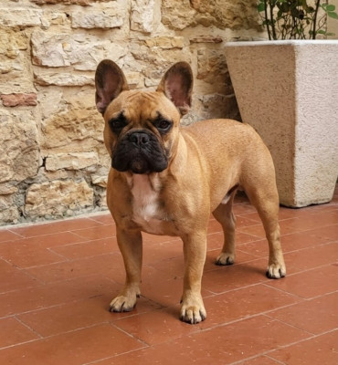 Étalon Bouledogue français - Bretzel Du Fort De Circé