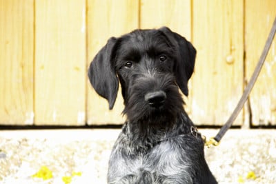 Étalon Chien d'arrêt allemand à poil dur - BAÏKAL des Arrêts de Miston 