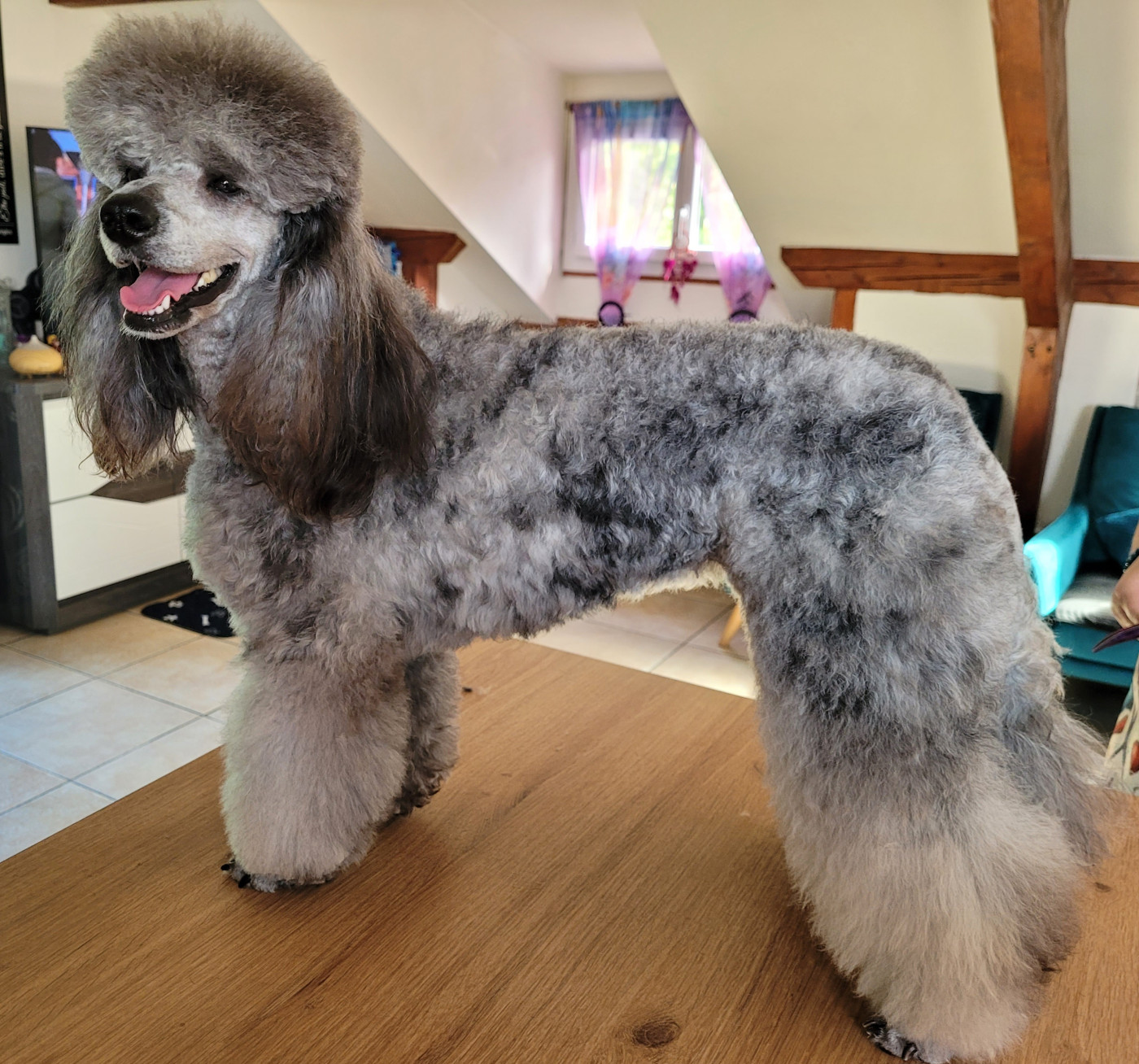 Les Caniche de l'affixe   De La Lionne Des Neiges