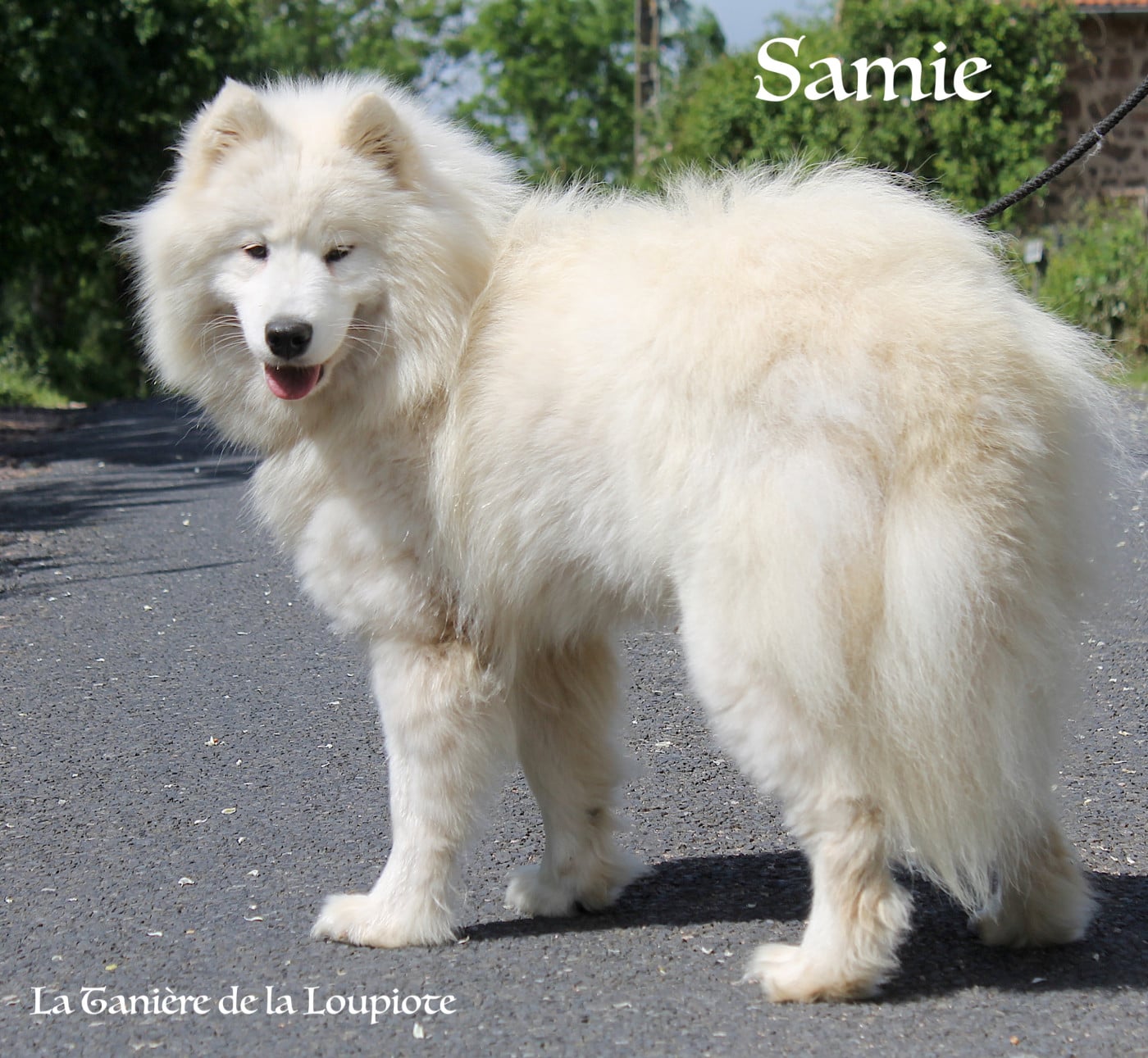 Les Samoyède de l'affixe   De La Tanière De La Loupiote
