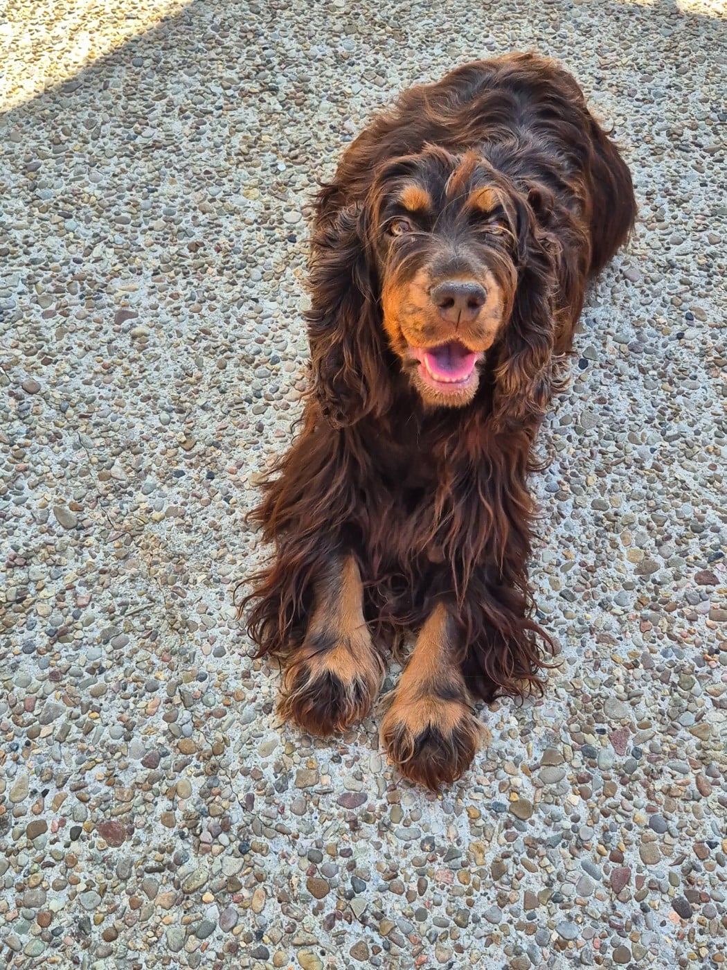 Les Cocker Spaniel Anglais de l'affixe   Du Monde De L’imasaurel