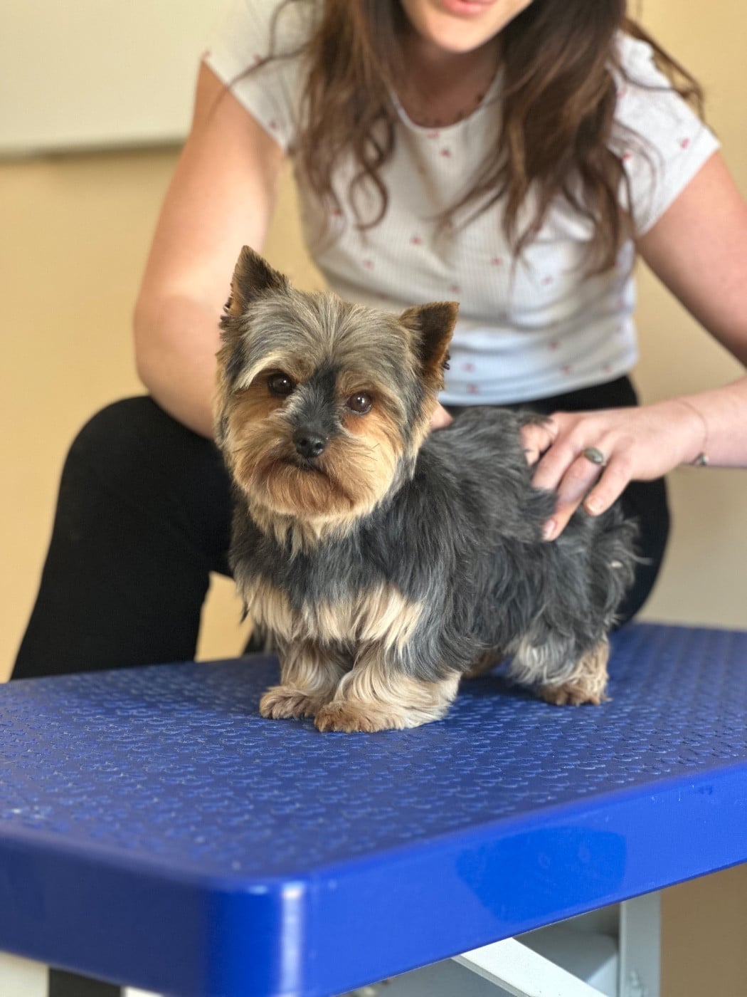 Les Yorkshire Terrier de l'affixe   Du pré moussey