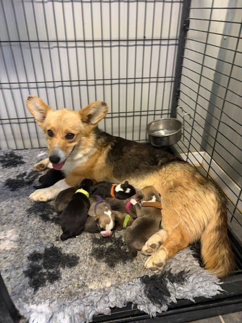 Les Welsh Corgi Pembroke de l'affixe   Du petit dan