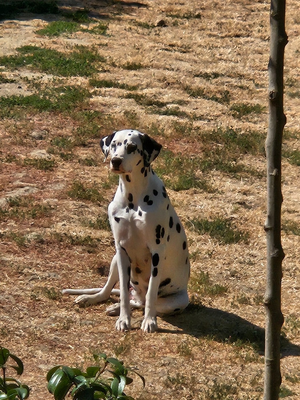 Les Dalmatien de l'affixe   des Passiflores de Vénus