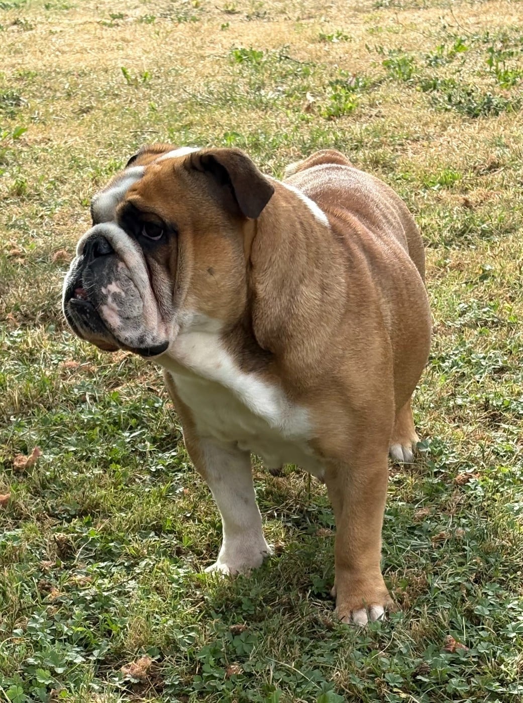 Les Bulldog Anglais de l'affixe   du comte de Batz Castelmore
