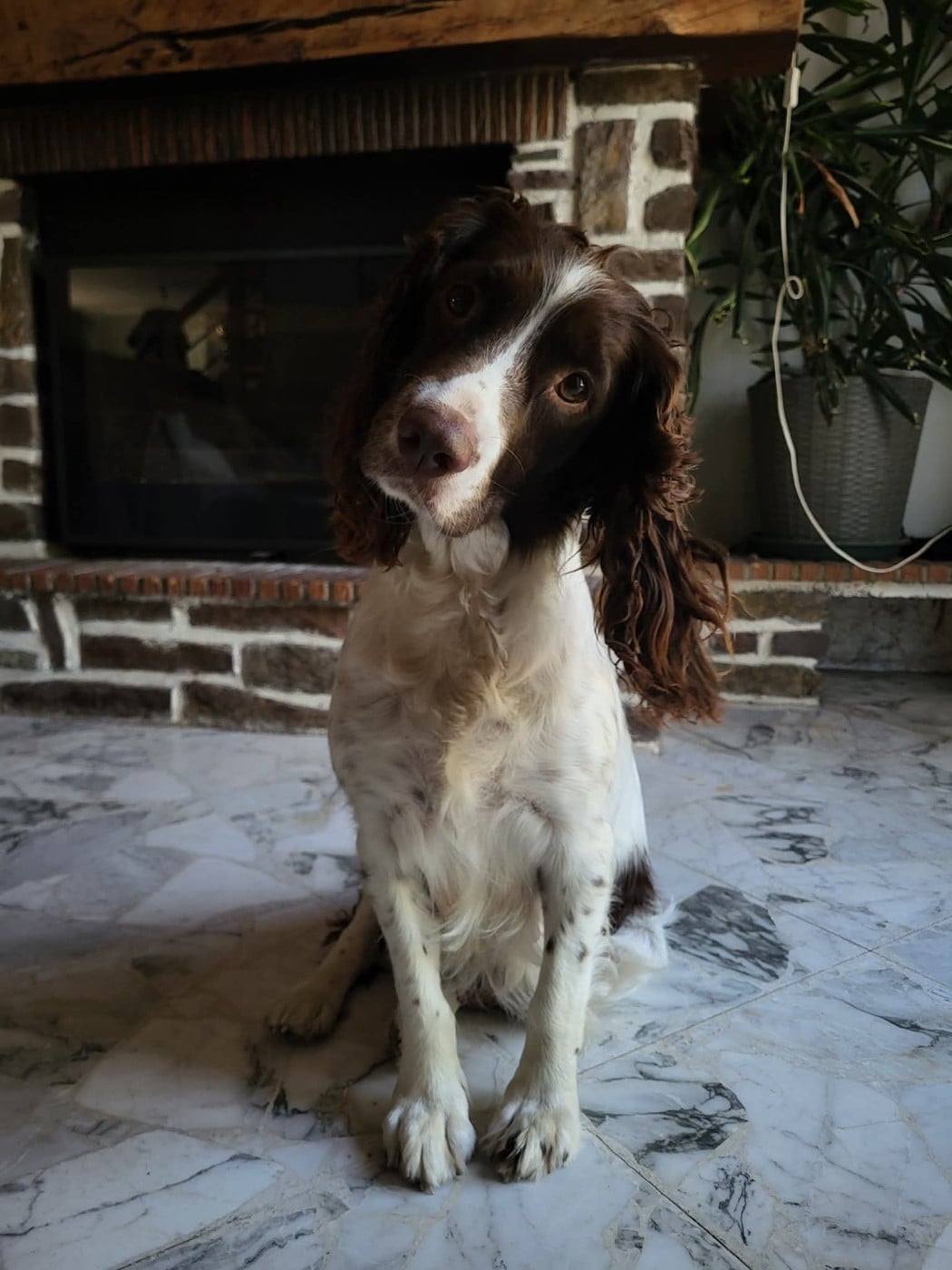 Les English Springer Spaniel de l'affixe   Des Terres De Romandor