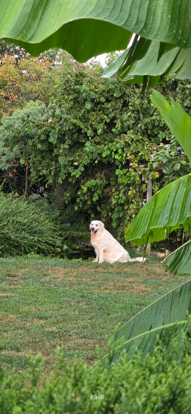 Les Golden Retriever de l'affixe   Du Domaine De Leimgraben