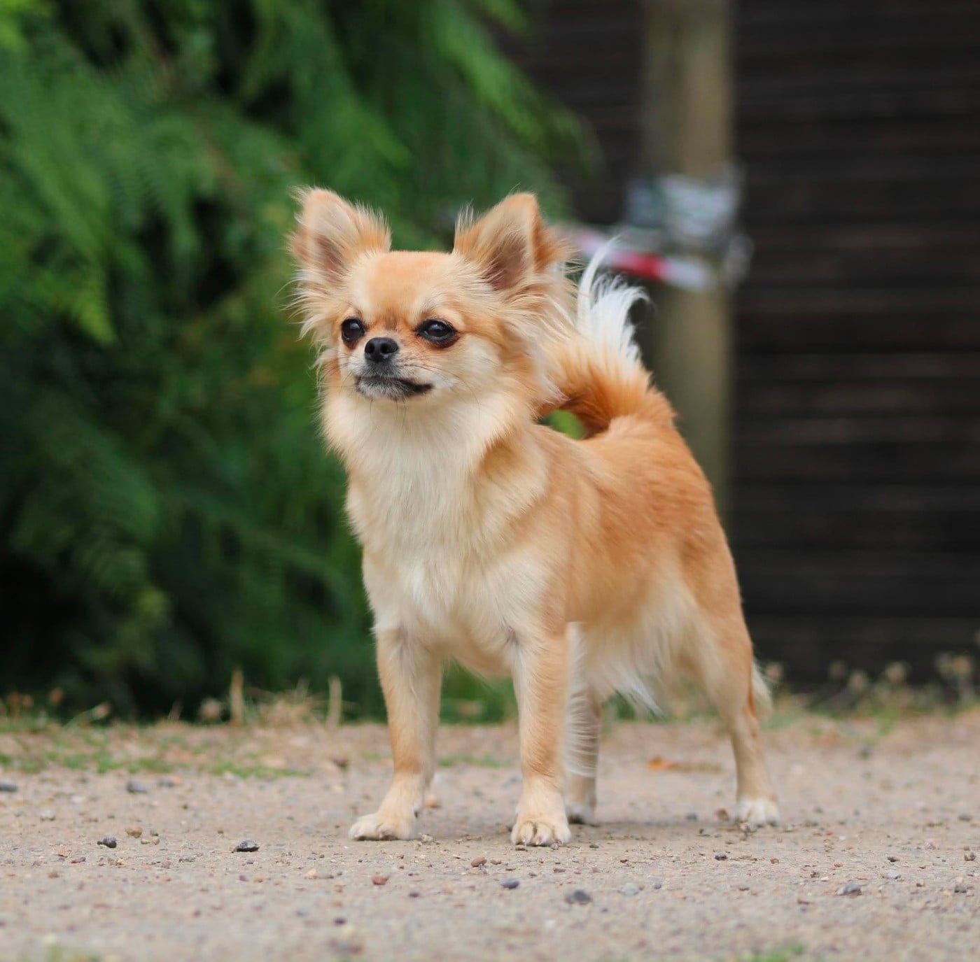 Les Chihuahua de l'affixe   De La Plaine Bretonne