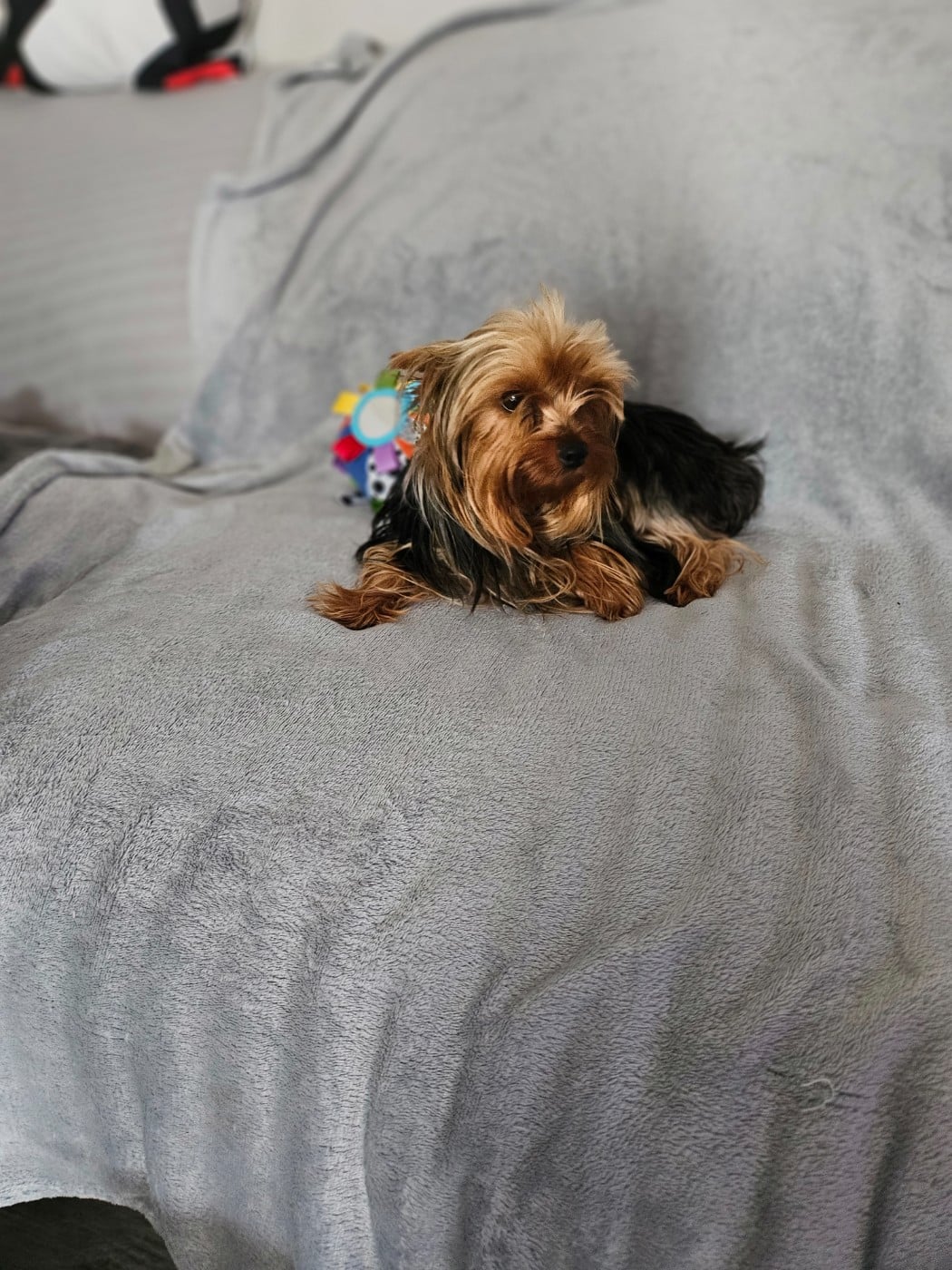 Les Yorkshire Terrier de l'affixe   Du Domaine De La Vallée Heureuse
