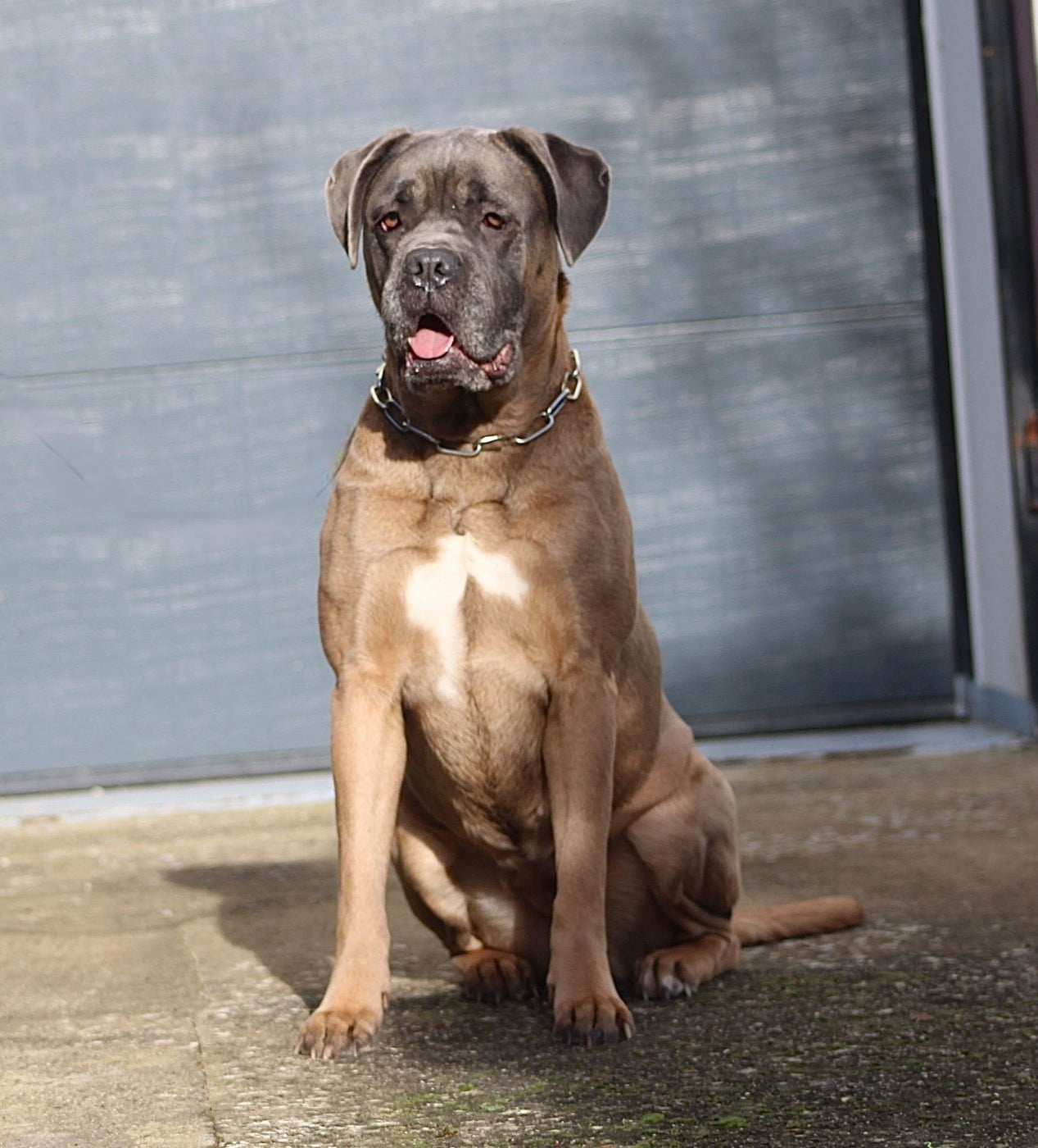 Les Cane Corso de l'affixe   Of Infinity Dream’s Empire