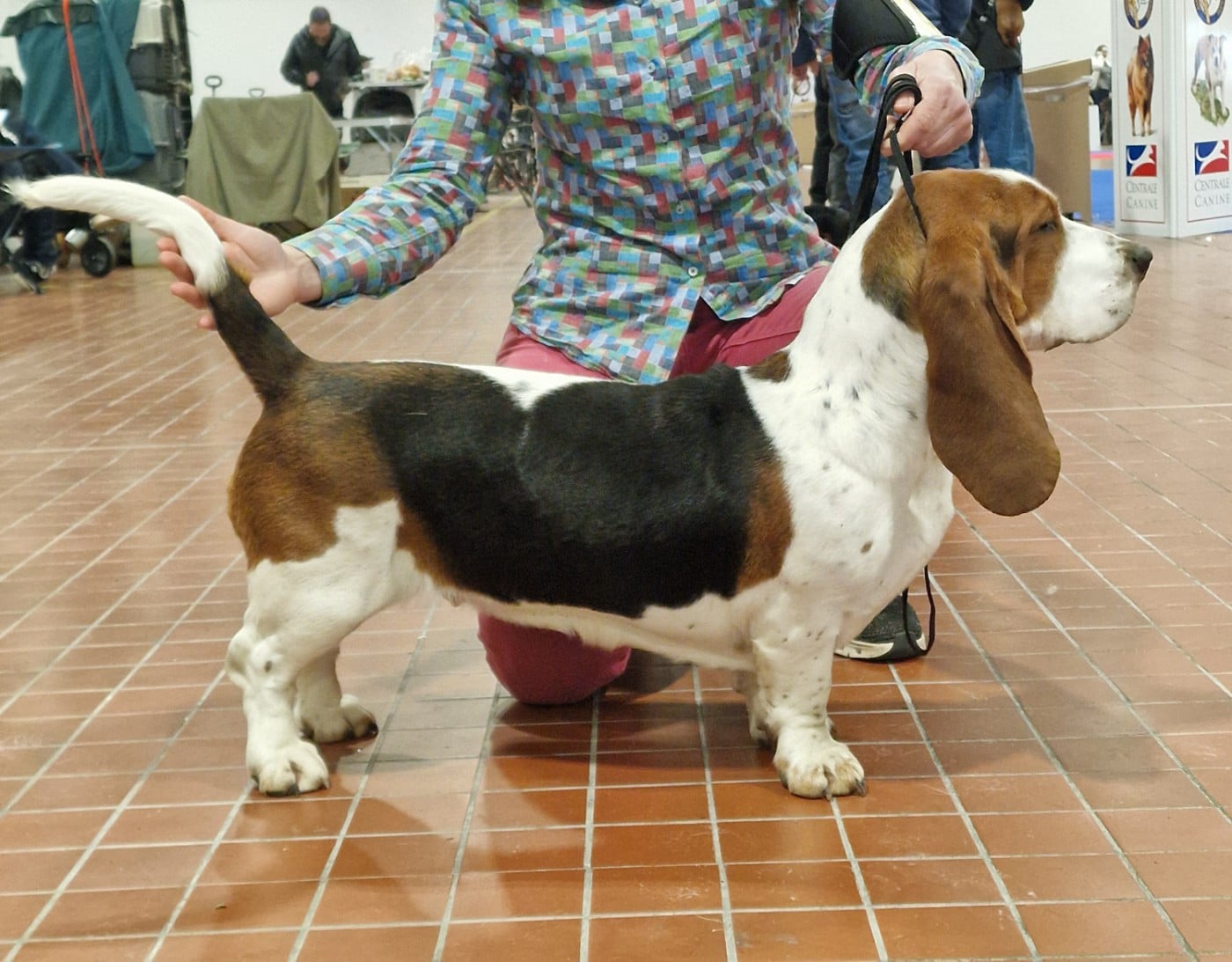 Les Basset Hound de l'affixe   du domaine du rupt de mad