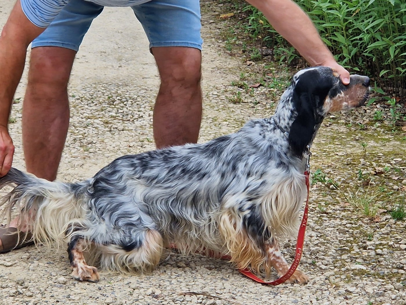 Publication : Du Clos De Perlin  Auteur : Stgermain Pascal