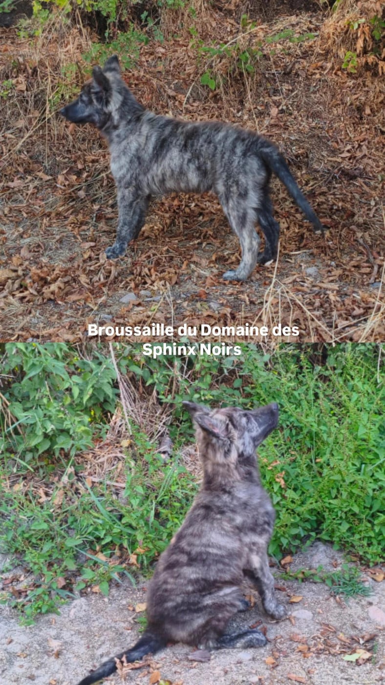 Publication : du domaine des Sphinx Noirs  