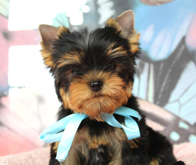 Étalon Yorkshire Terrier - Bradley Cooper Des Anges de Batignolles