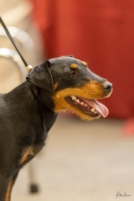 Étalon Terrier de chasse allemand - Yrka  Des Ronciers Du Condroz