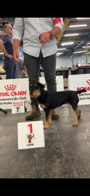 Étalon Terrier de chasse allemand - CH. Bree vom wengelsberg