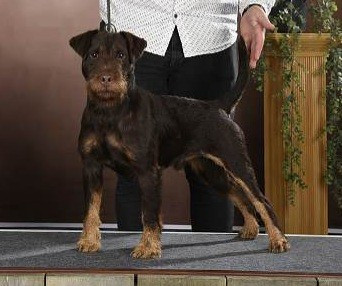 Étalon Terrier de chasse allemand - Ultra des grands résineux Des Grands Résineux