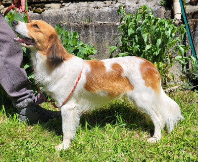 Étalon Petit chien hollandais de chasse au gibier d'eau - Déclic U'Puzzle
