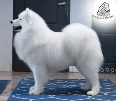 CH. Lord Of Ice Magia Syberii