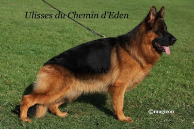 image de Ulisses du chemin d'Eden